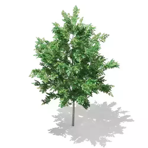 Bigtooth Aspen Populus grandidentata 3m