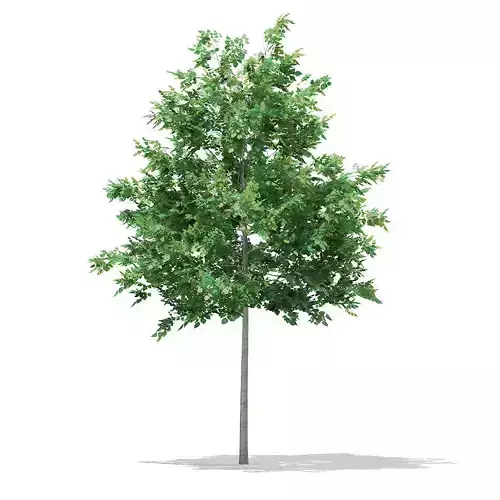 Bigtooth Aspen Populus grandidentata 5m