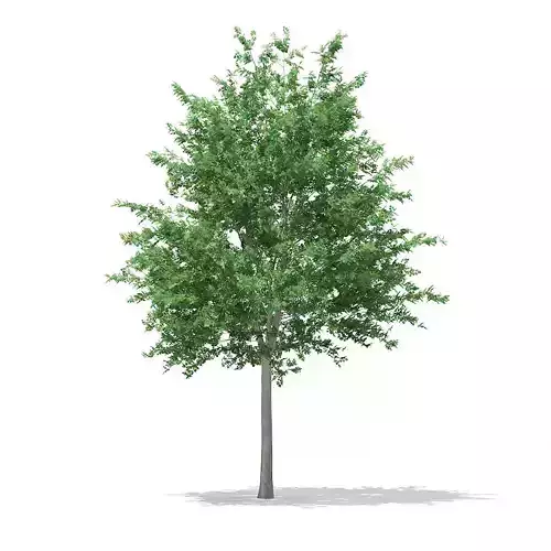 Bigtooth Aspen Populus grandidentata 10m