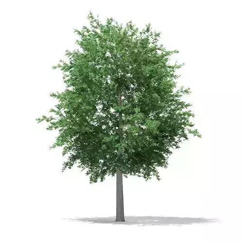 Bigtooth Aspen Populus grandidentata 12m