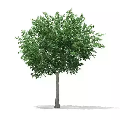 Bigtooth Aspen Populus grandidentata 12m 2