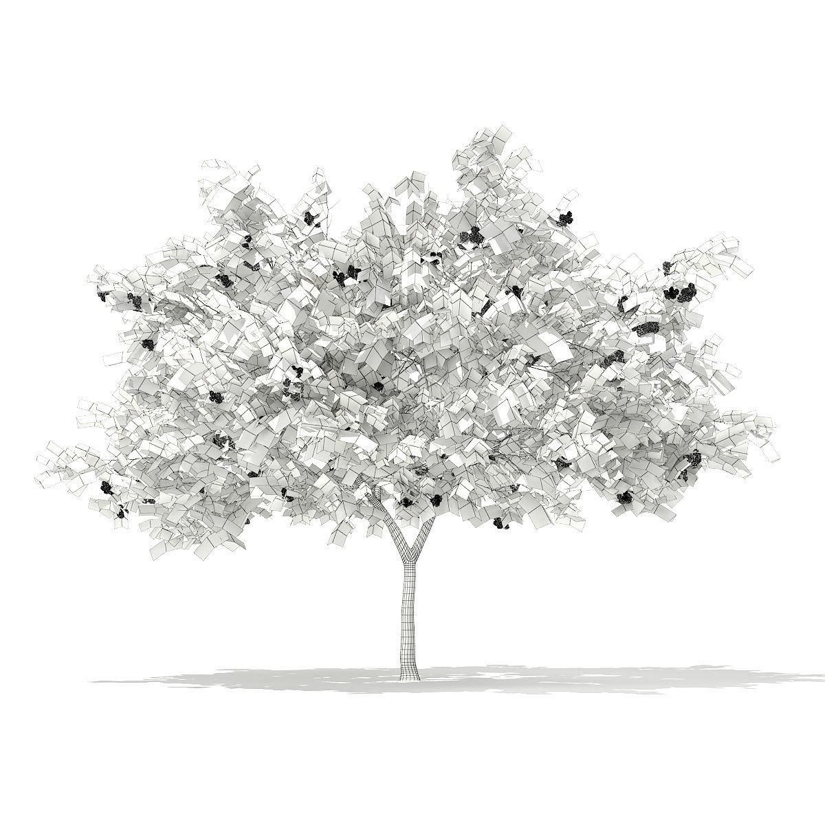 European Rowan Sorbus aucuparia 3m 3D model_3
