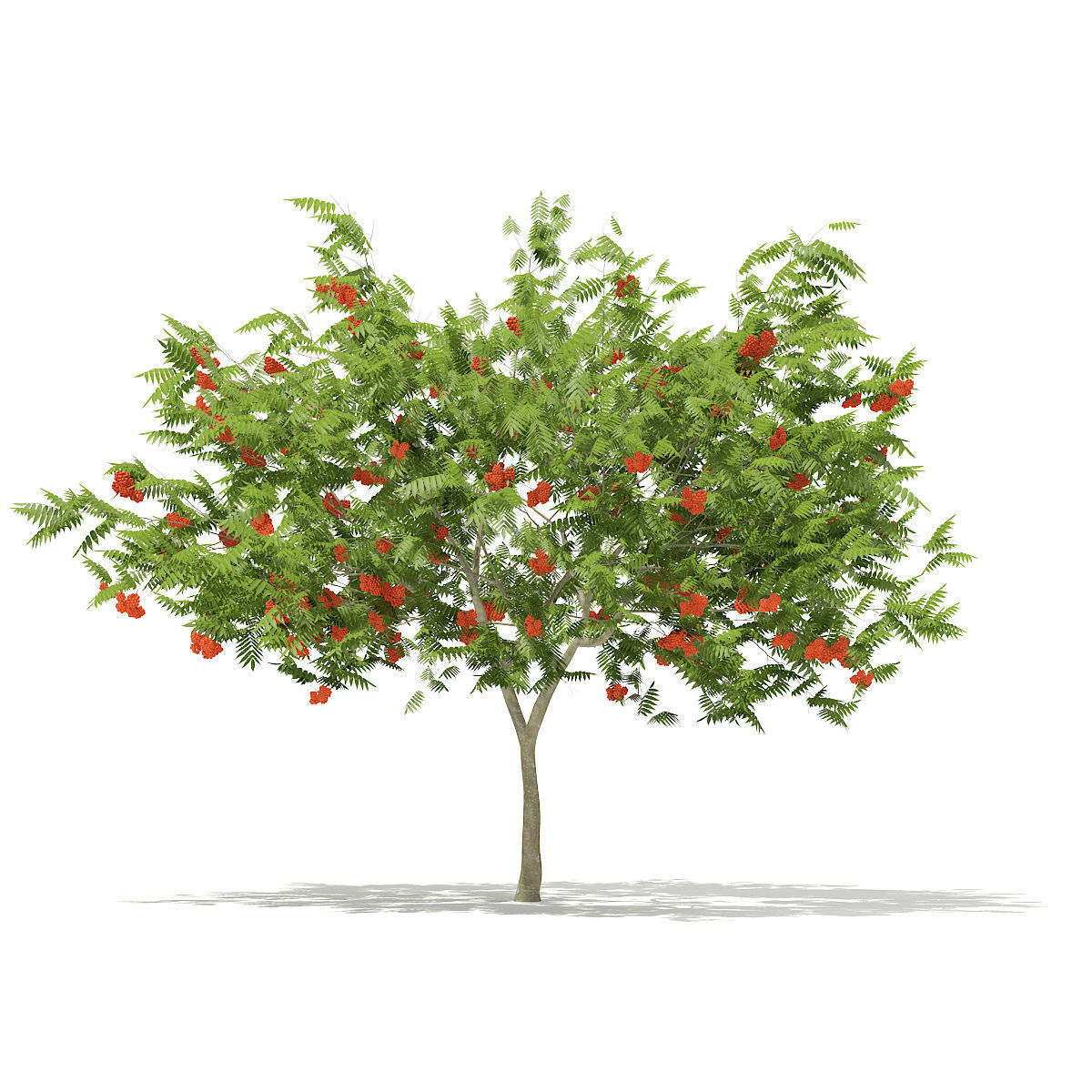European Rowan Sorbus aucuparia 3m 3D model_2