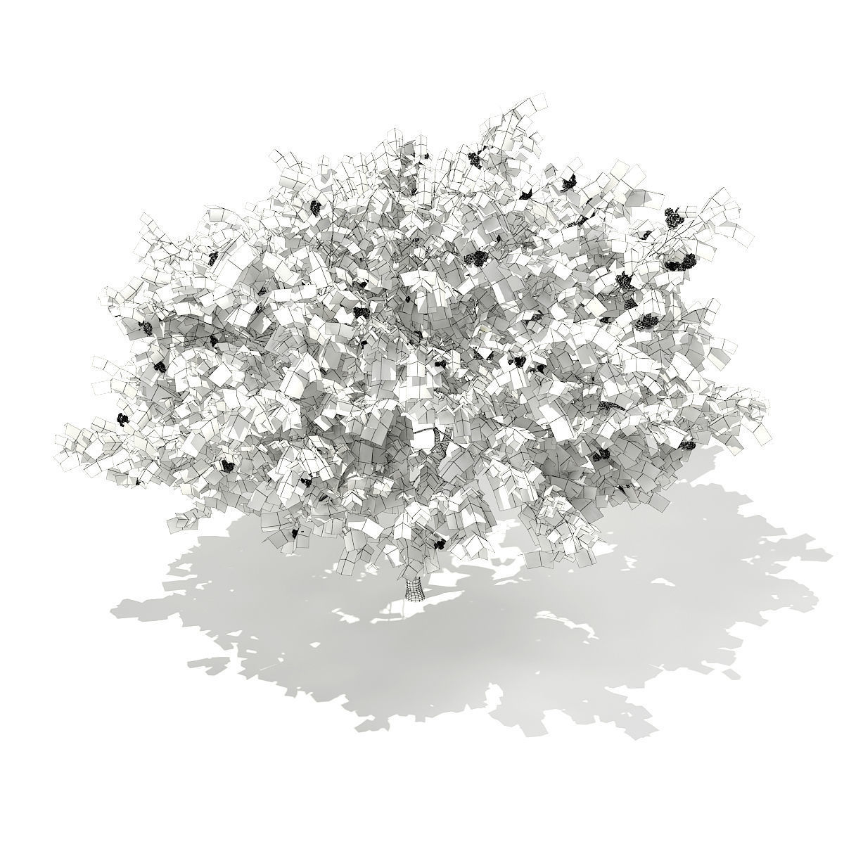 European Rowan Sorbus aucuparia 3m 3D model_5