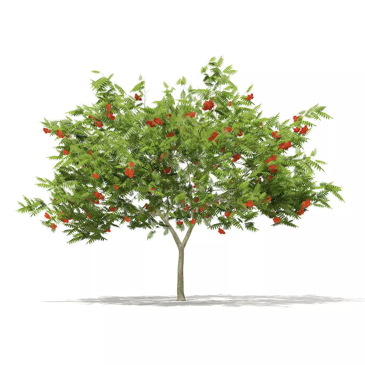 European Rowan Sorbus aucuparia 3m 3D model_0