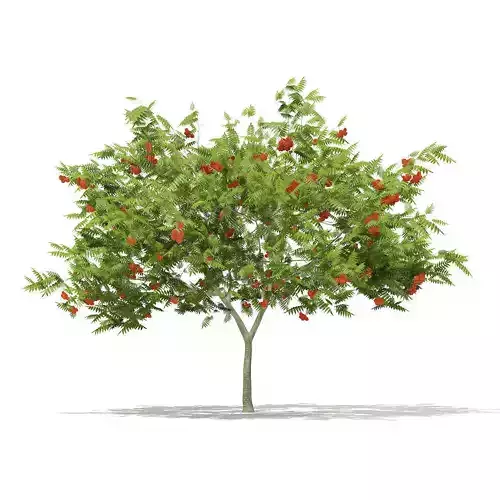 European Rowan Sorbus aucuparia 3m