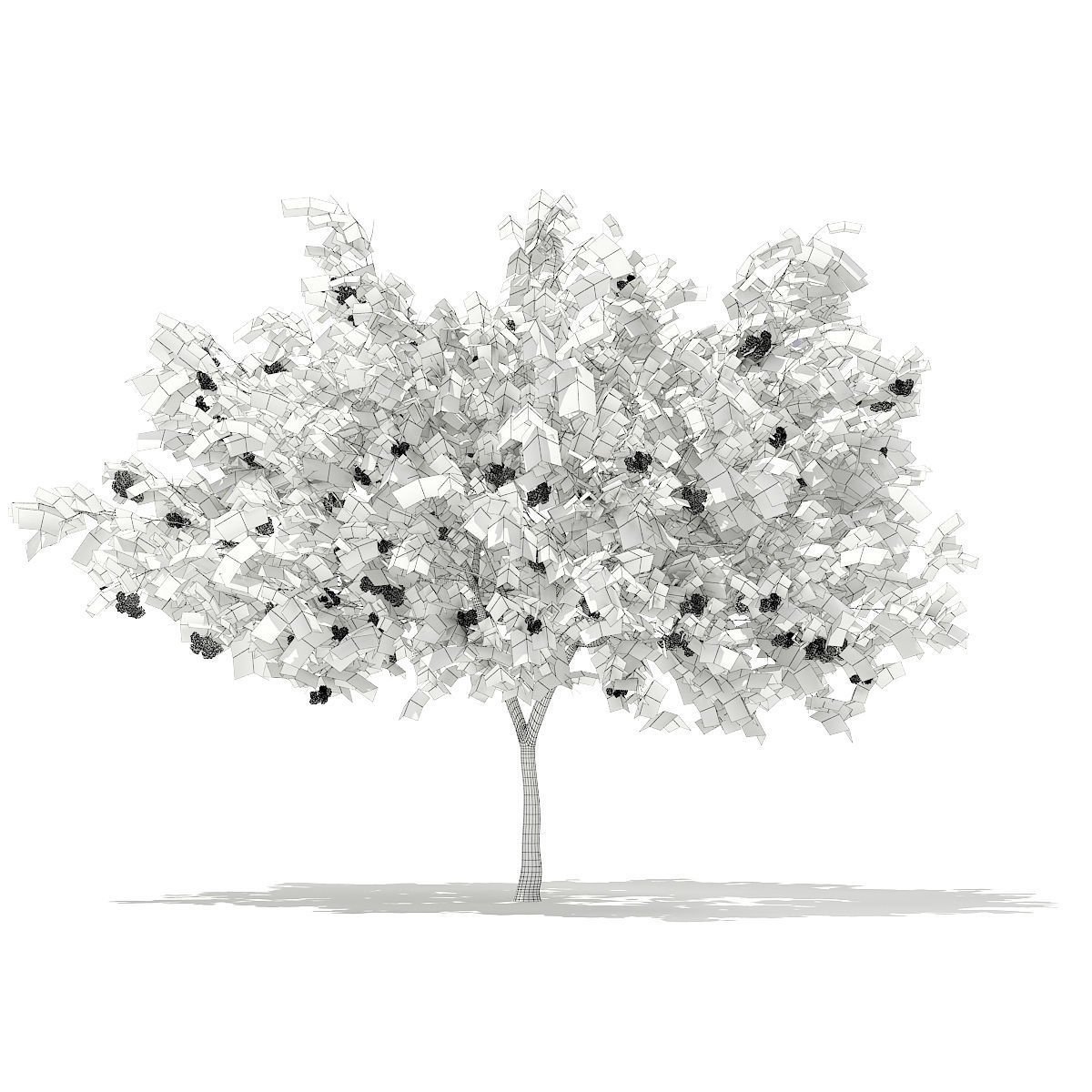 European Rowan Sorbus aucuparia 3m 3D model_1