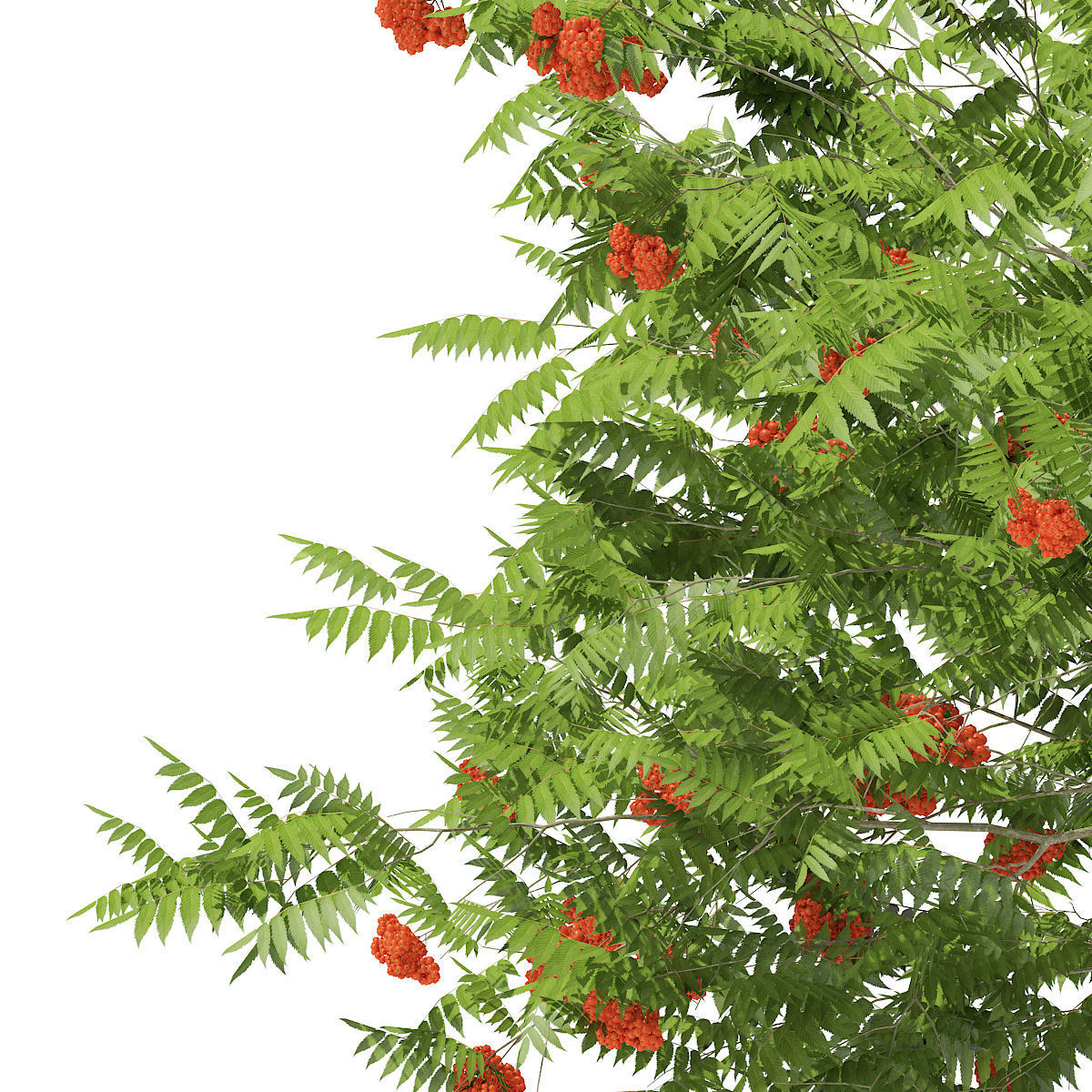 European Rowan Sorbus aucuparia 3m 3D model_6