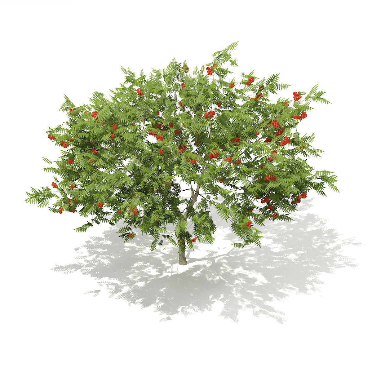 European Rowan Sorbus aucuparia 3m 3D model_4