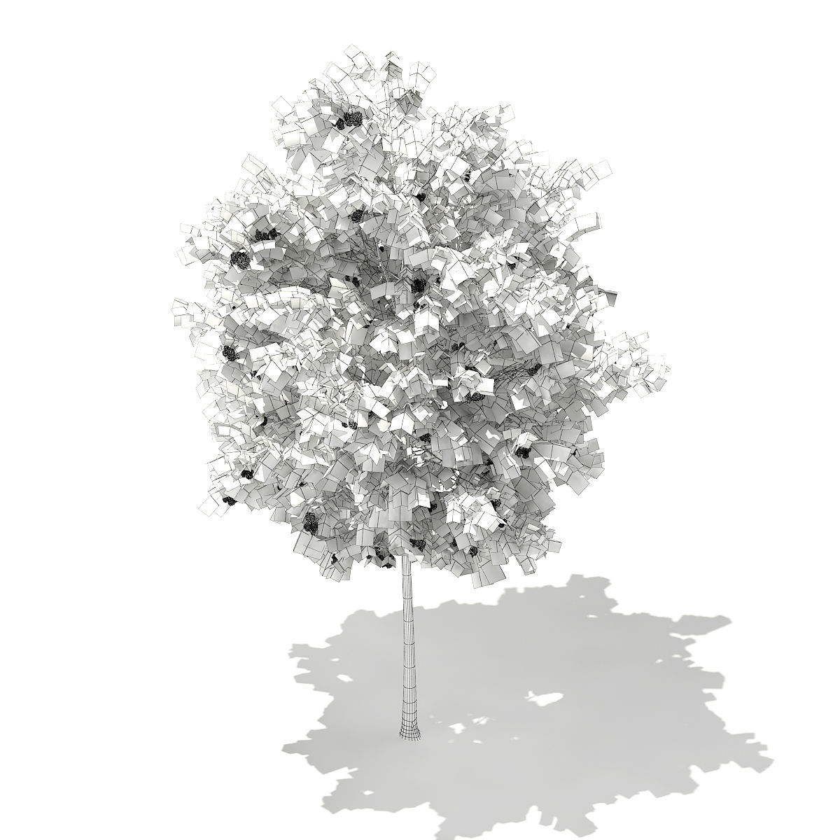 European Rowan Sorbus aucuparia 4m 3D model_5