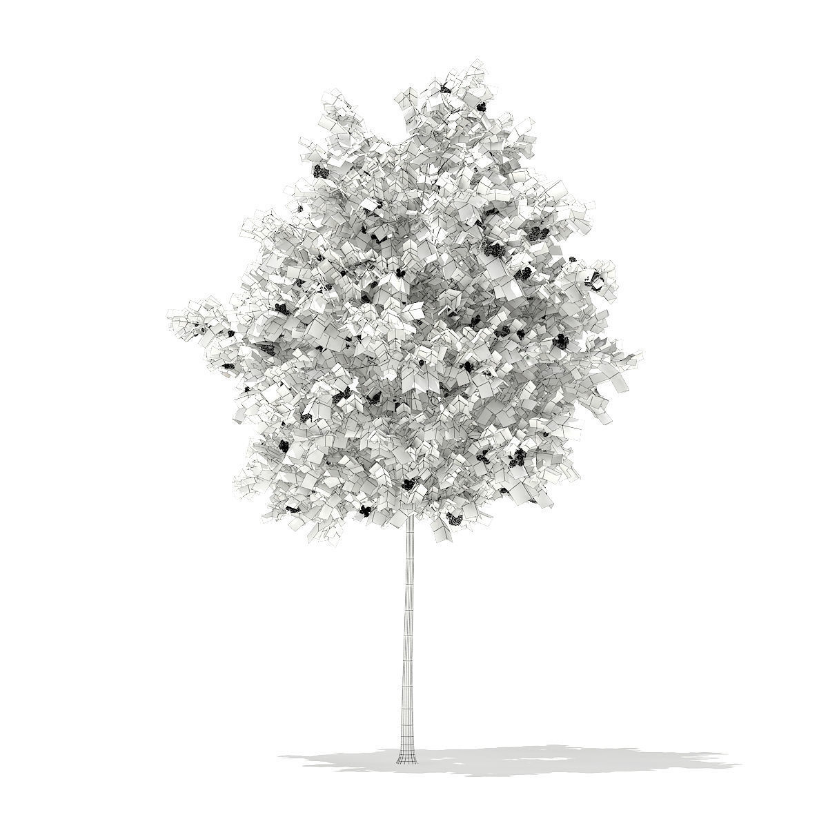European Rowan Sorbus aucuparia 4m 3D model_1