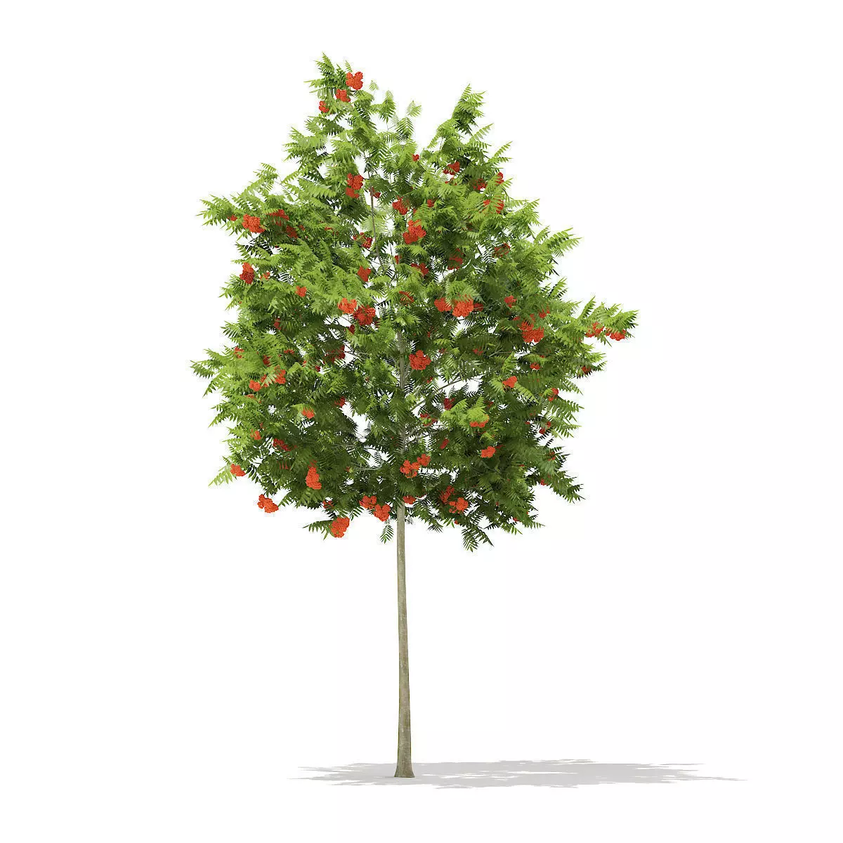 European Rowan Sorbus aucuparia 4m 3D model_0
