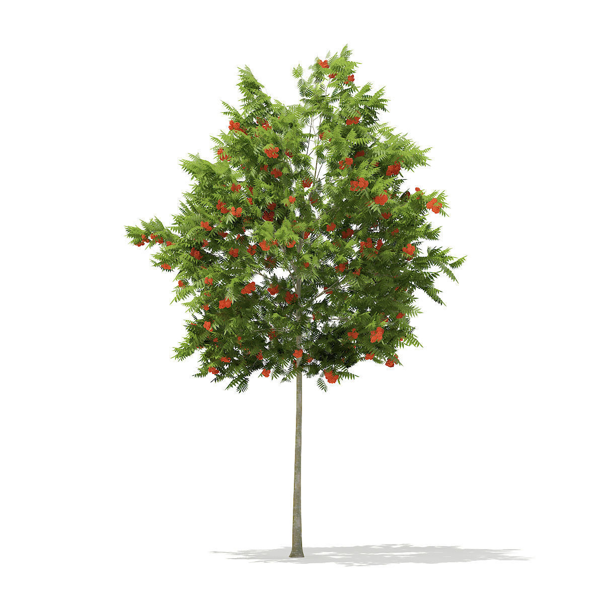 European Rowan Sorbus aucuparia 4m 3D model_2