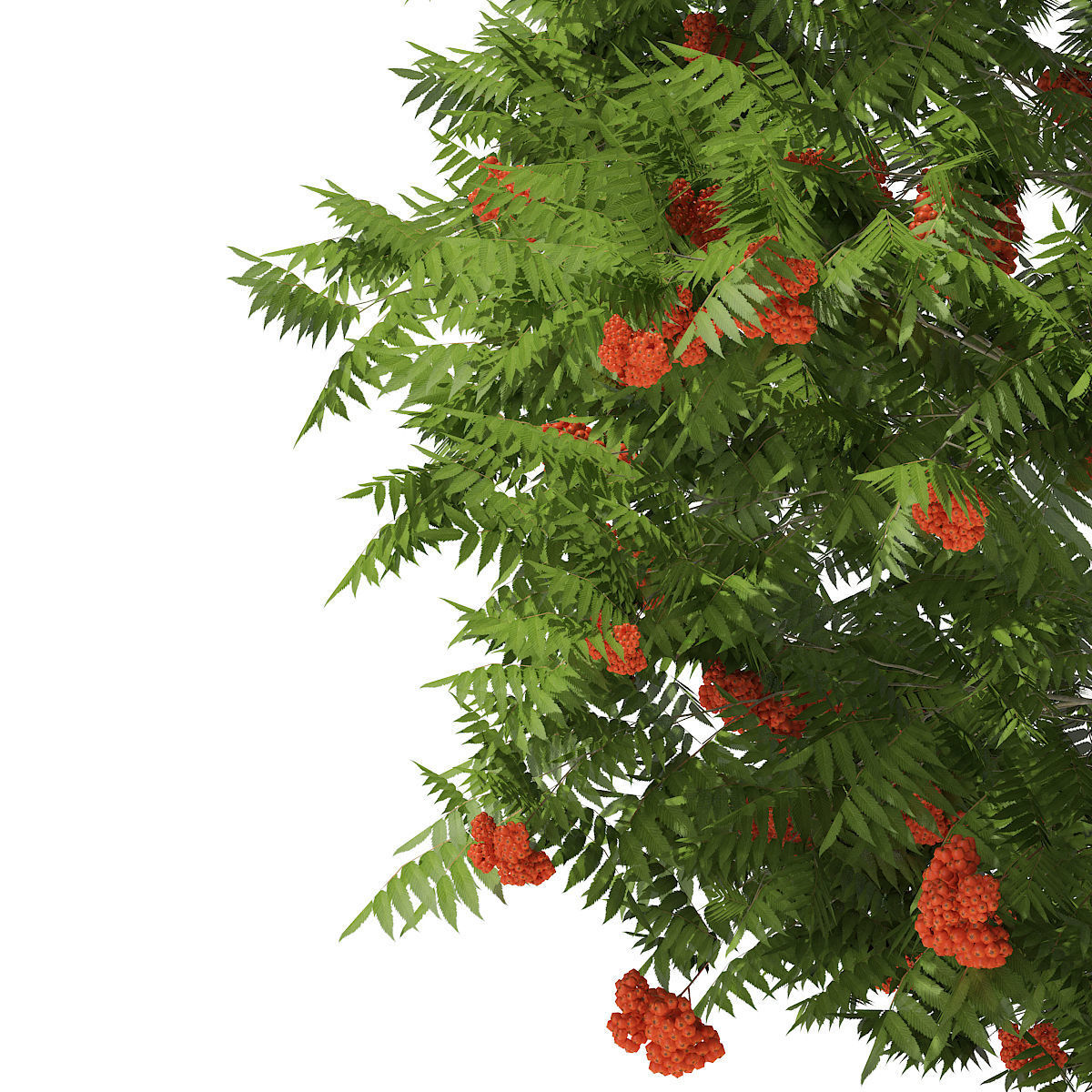 European Rowan Sorbus aucuparia 4m 3D model_6