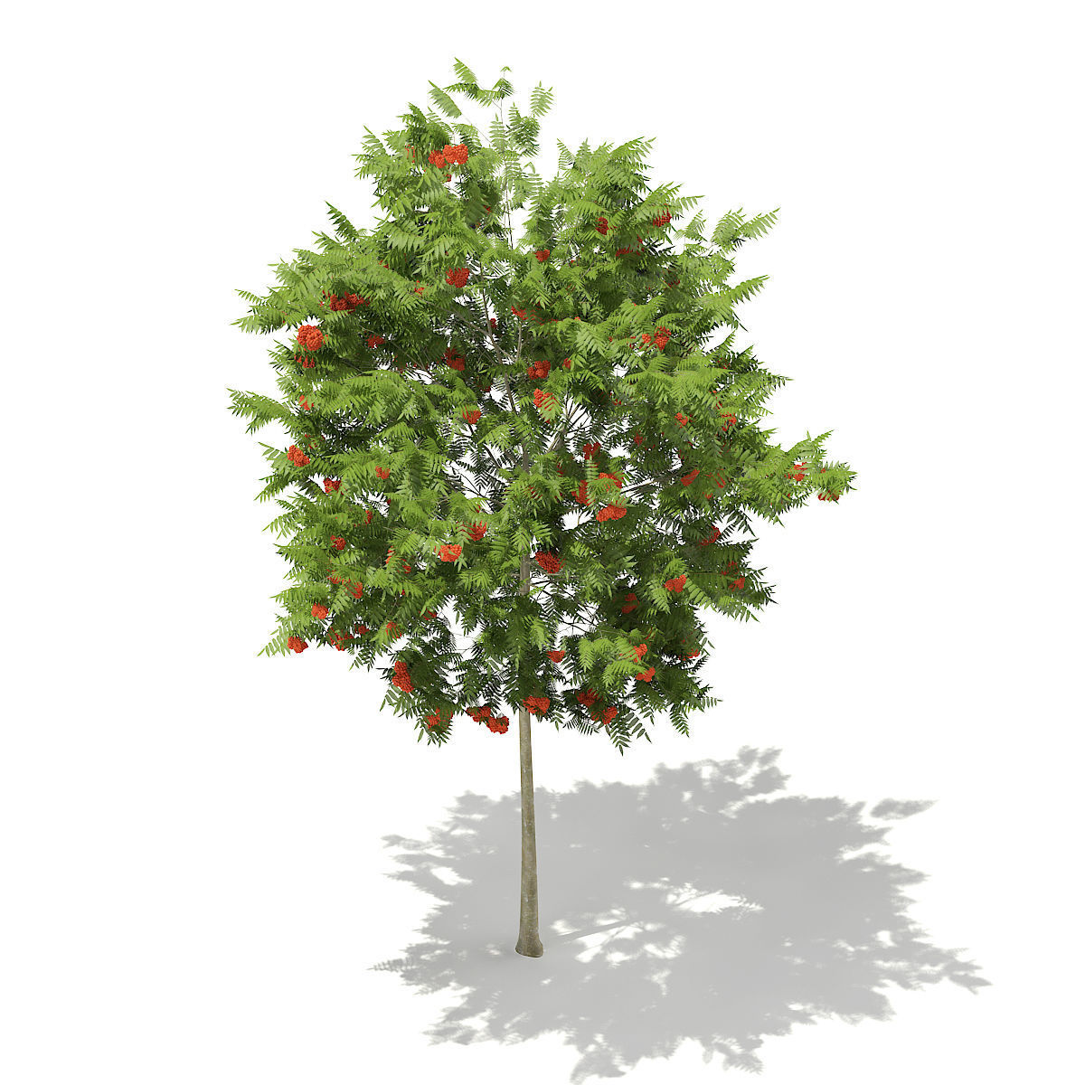 European Rowan Sorbus aucuparia 4m 3D model_4