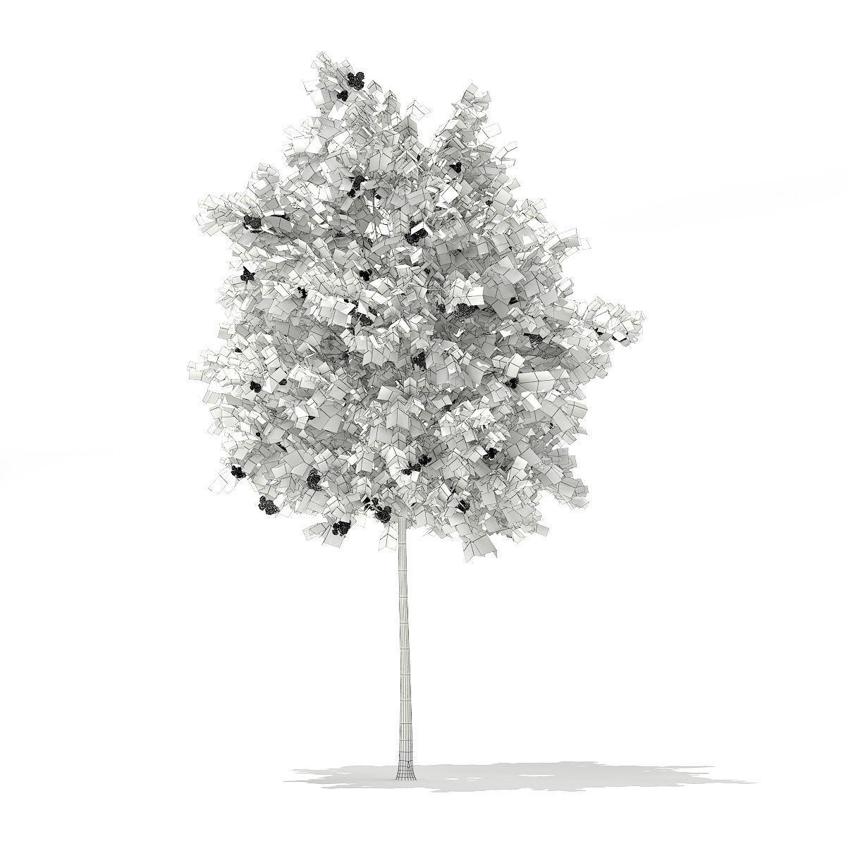 European Rowan Sorbus aucuparia 4m 3D model_3