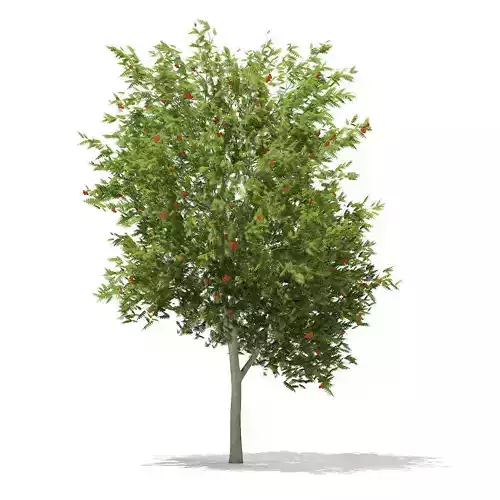 European Rowan Sorbus aucuparia 7m