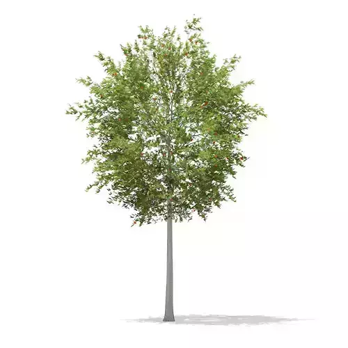 European Rowan Sorbus aucuparia 13m