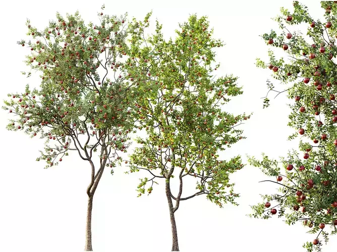 AV Fruit Trees Persimmon and Malus Pumila Apple Red 3D model