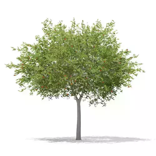 European Rowan Sorbus aucuparia 9m