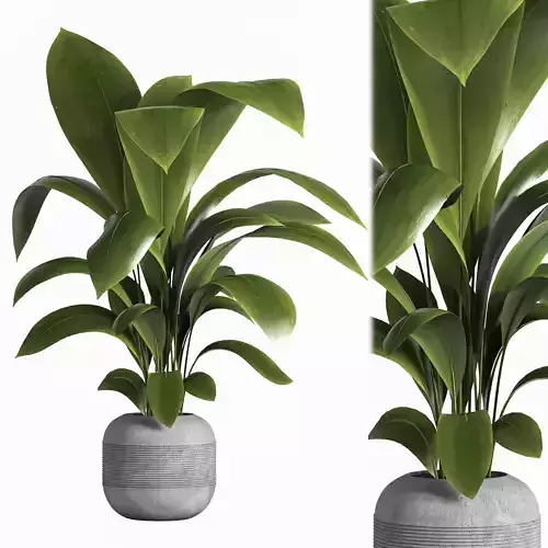 Indoor plant 041