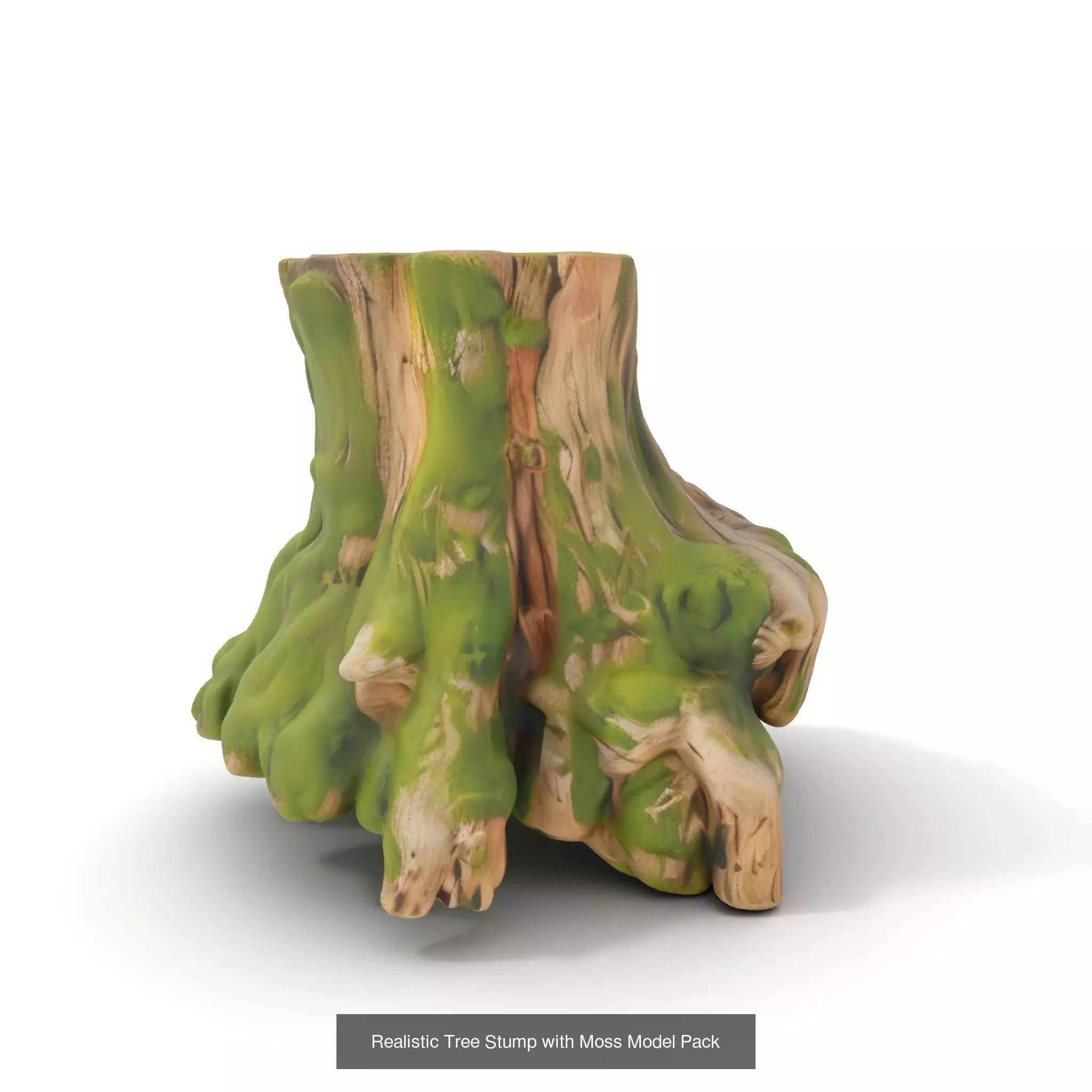 Gnarled Stump Collection _37