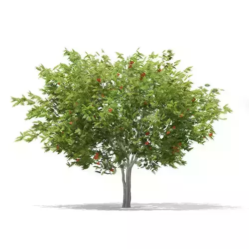 European Rowan Sorbus aucuparia 4m 2