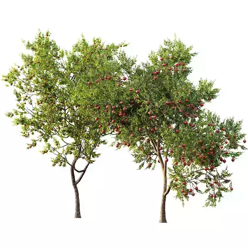 AV Fruit Trees Granatum Pomegranate and Diospyros Kaki Persimmon 3D model