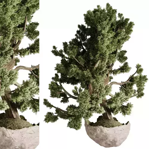 Bonsai Tree in a Plaster pot - Indoor Plant 657
