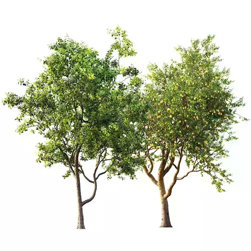AV Fruit Trees Prunus Plum Pflaume and Pear Pyrus Communis 3D model