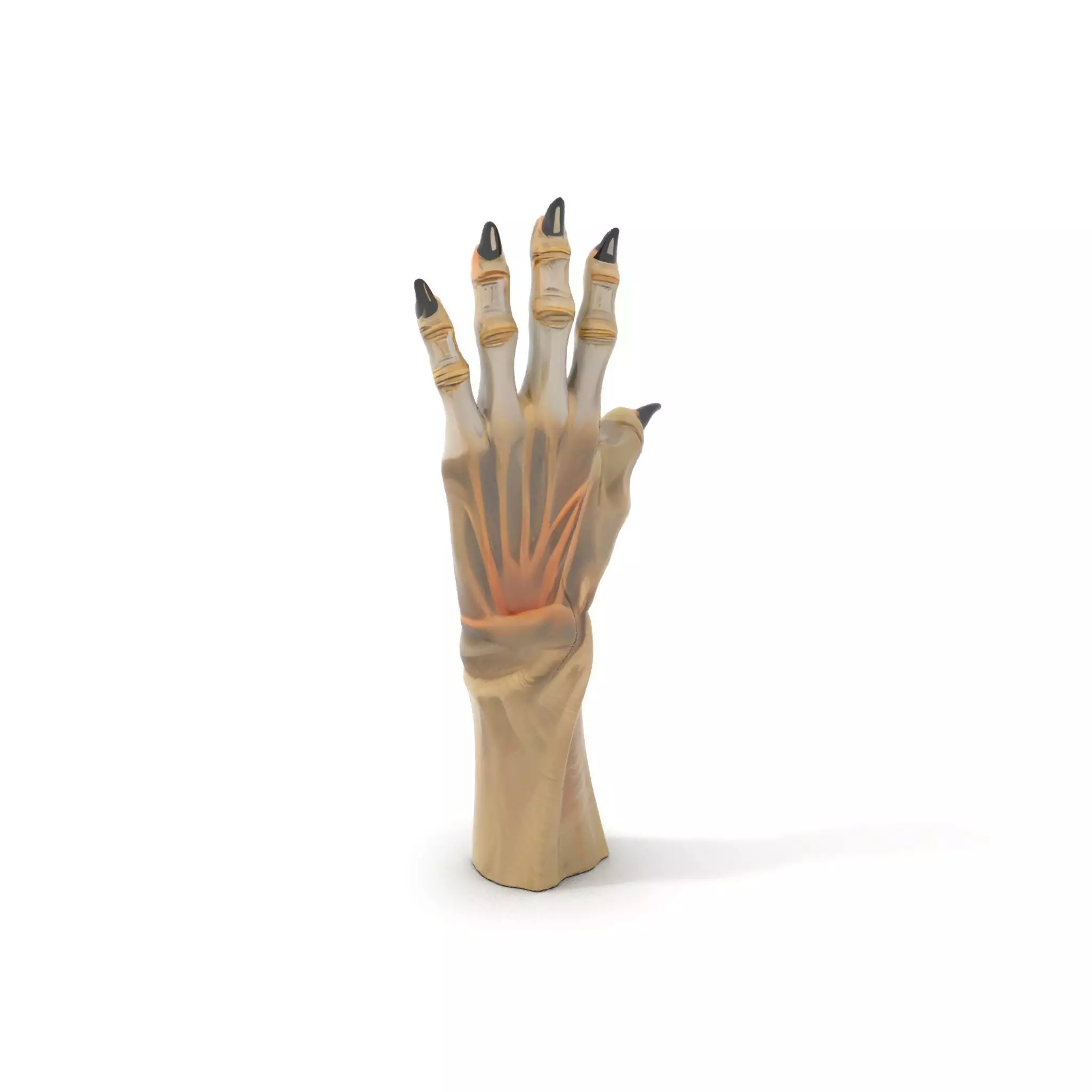 Fantasy Creature Hand Claw Model Pack Low-poly 3D model_15