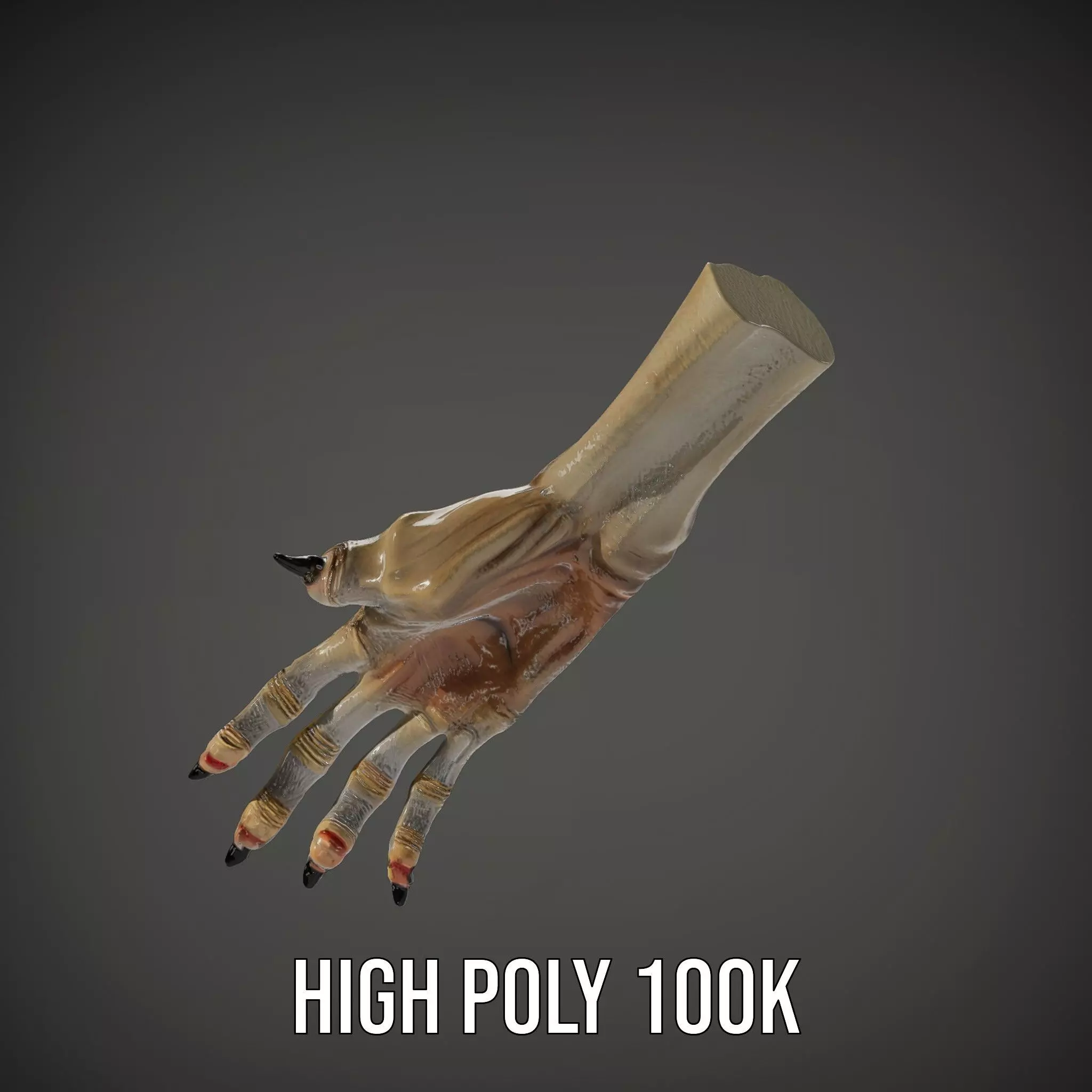 Fantasy Creature Hand Claw Model Pack Low-poly 3D model_33