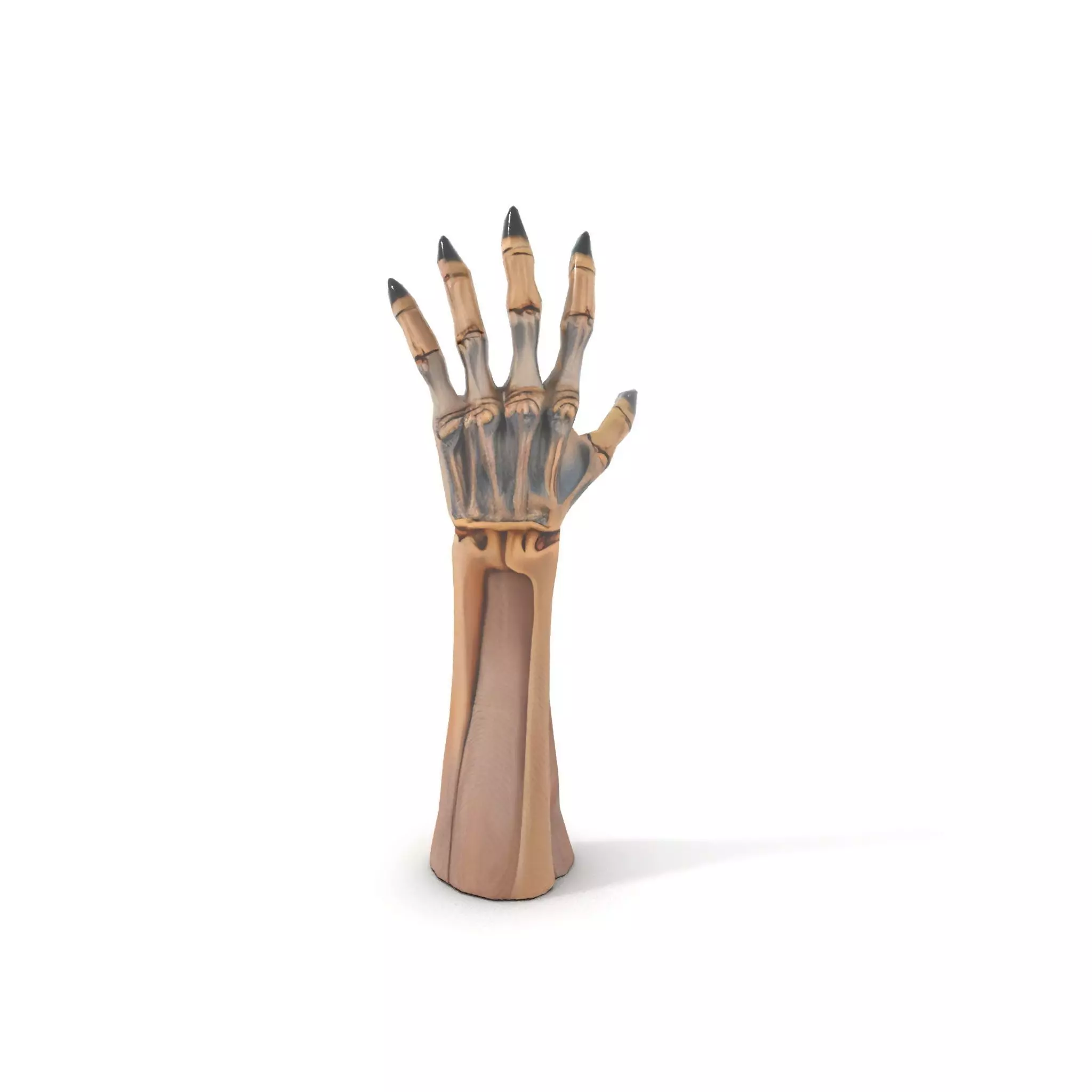Skeletal Hand Claw Model Pack Low-poly 3D model_14