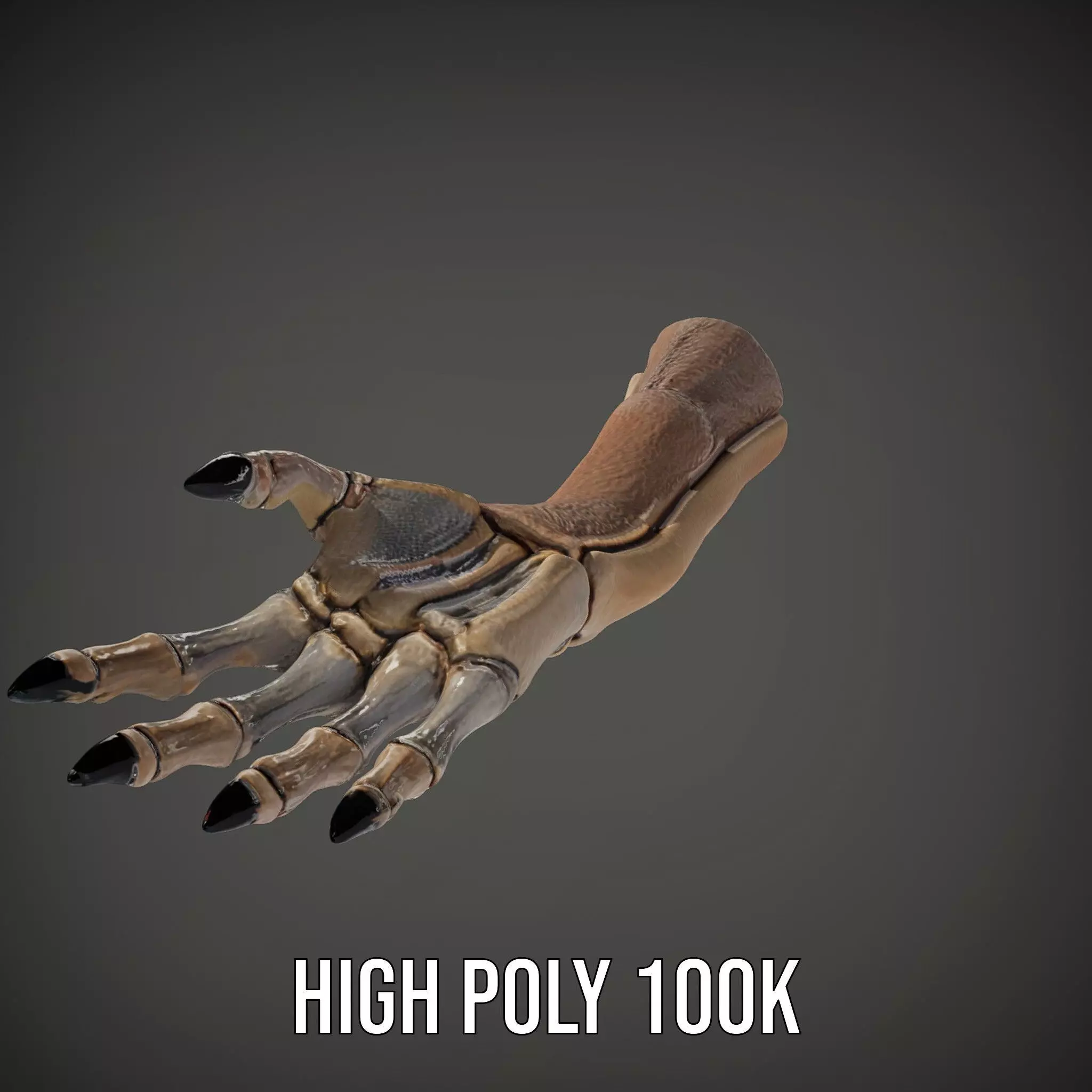 Skeletal Hand Claw Model Pack Low-poly 3D model_34