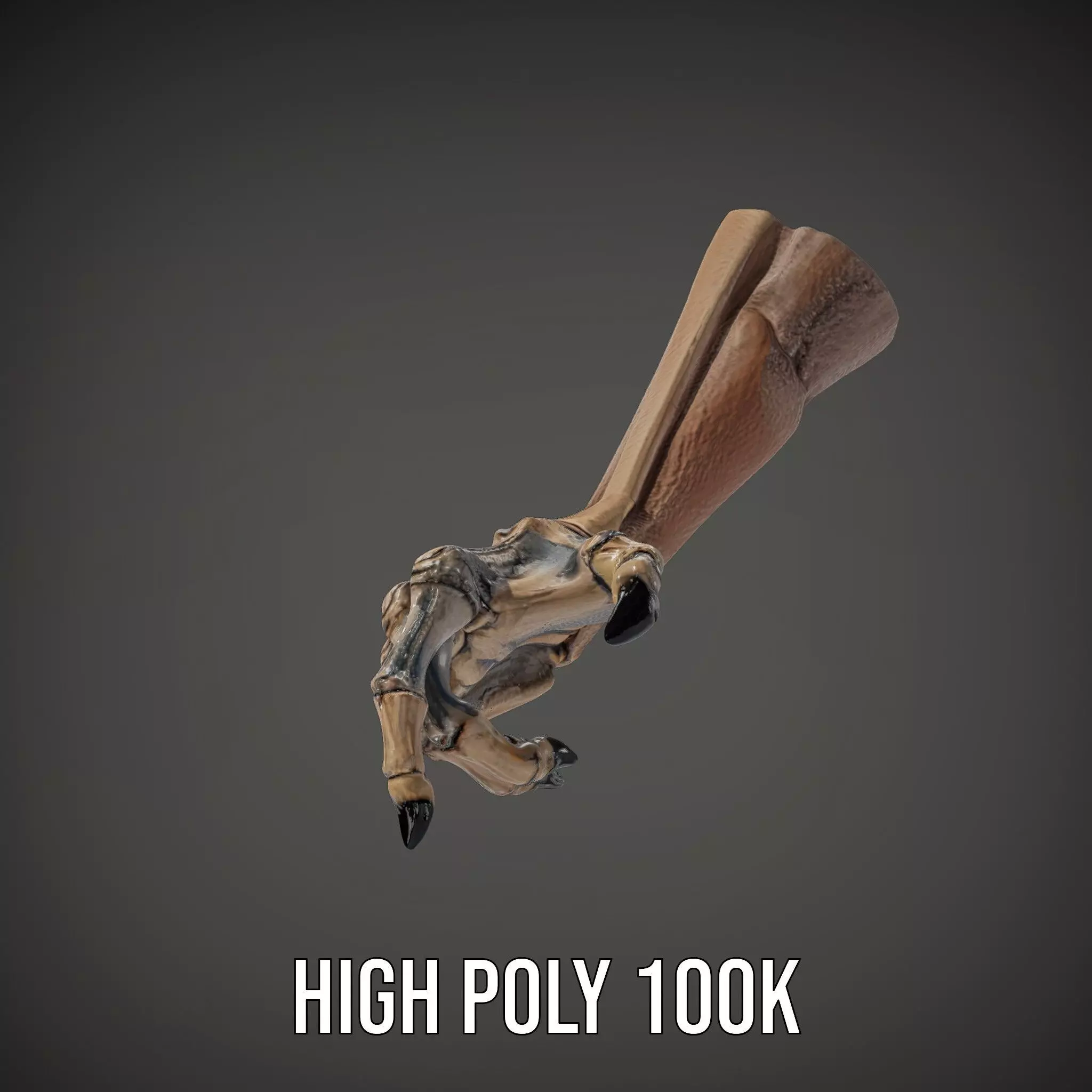 Skeletal Hand Claw Model Pack Low-poly 3D model_33