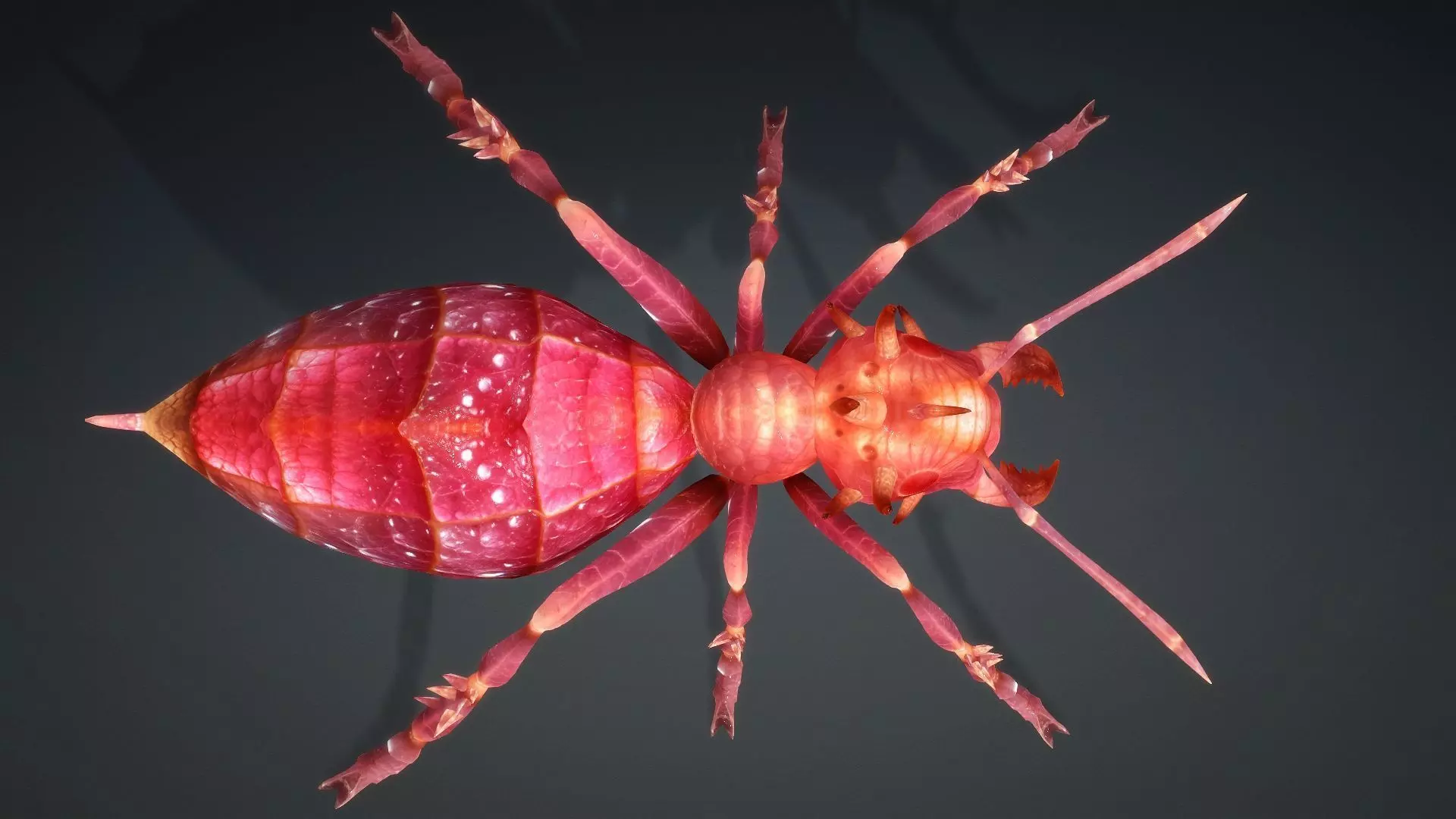 Ant-V4a 3D model_12