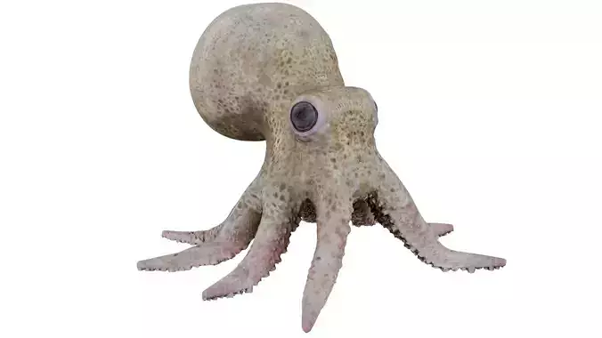 Baby Octopus 3D model