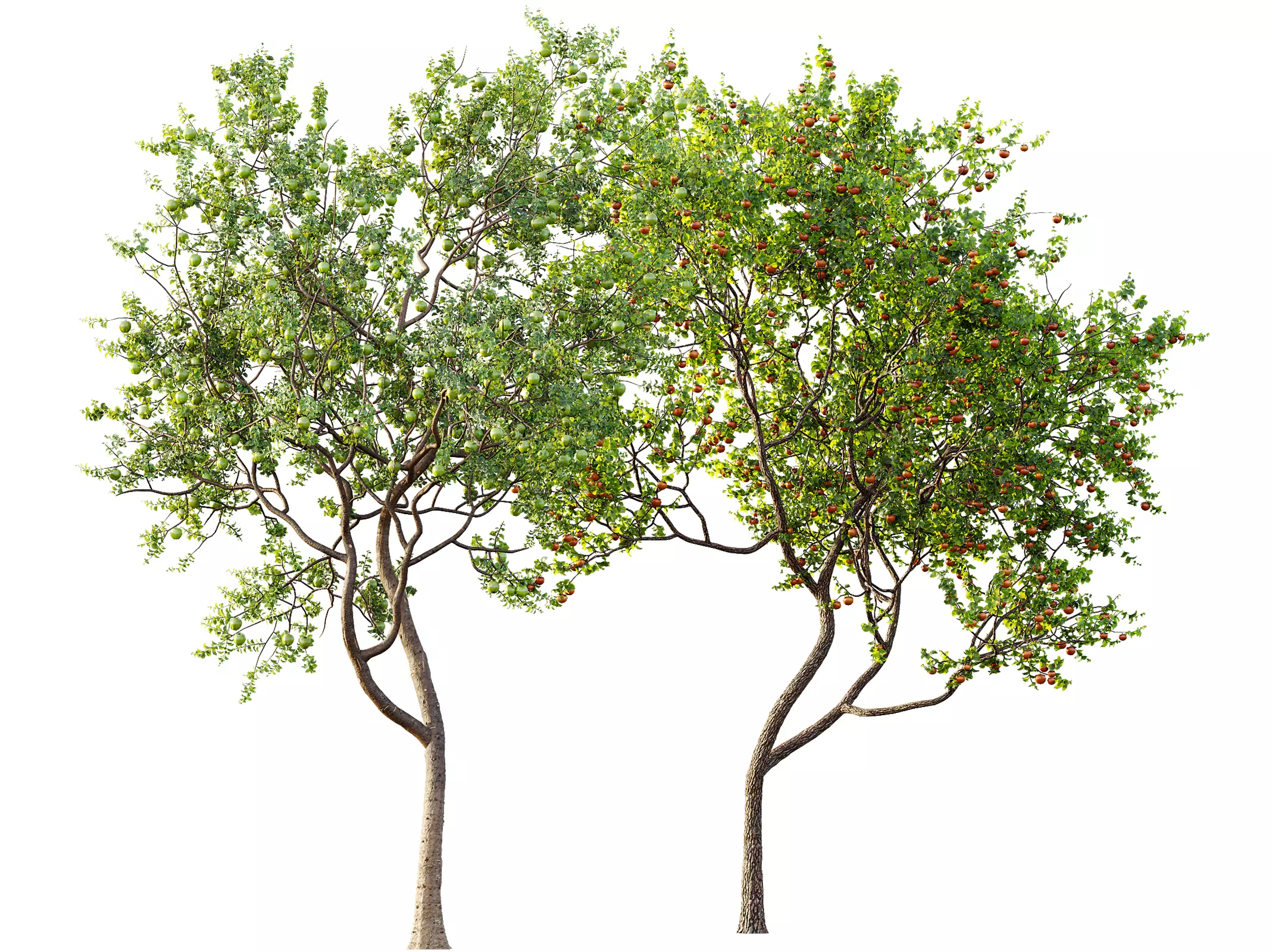 AV Fruit Trees Persimmon and Malus Apple Green 3D model_0