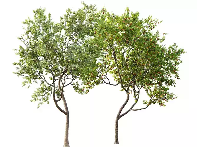 AV Fruit Trees Persimmon and Malus Apple Green 3D model