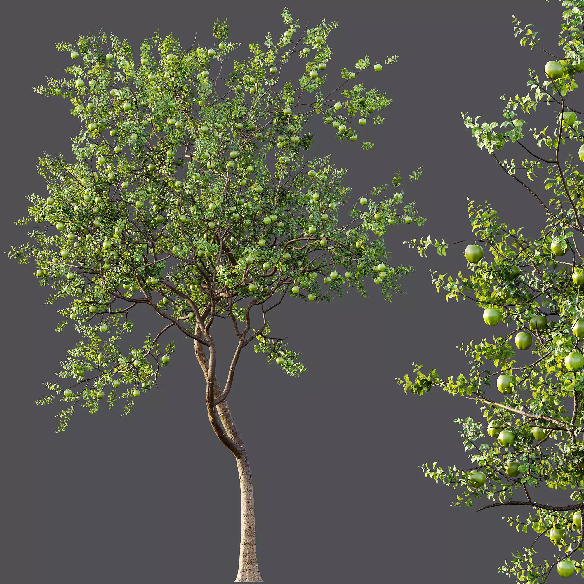 AV Fruit Trees Persimmon and Malus Apple Green 3D model_6
