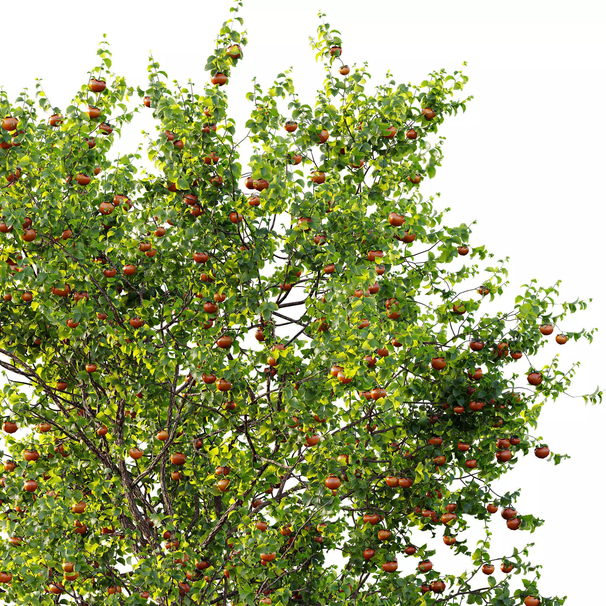 AV Fruit Trees Persimmon and Malus Apple Green 3D model_10