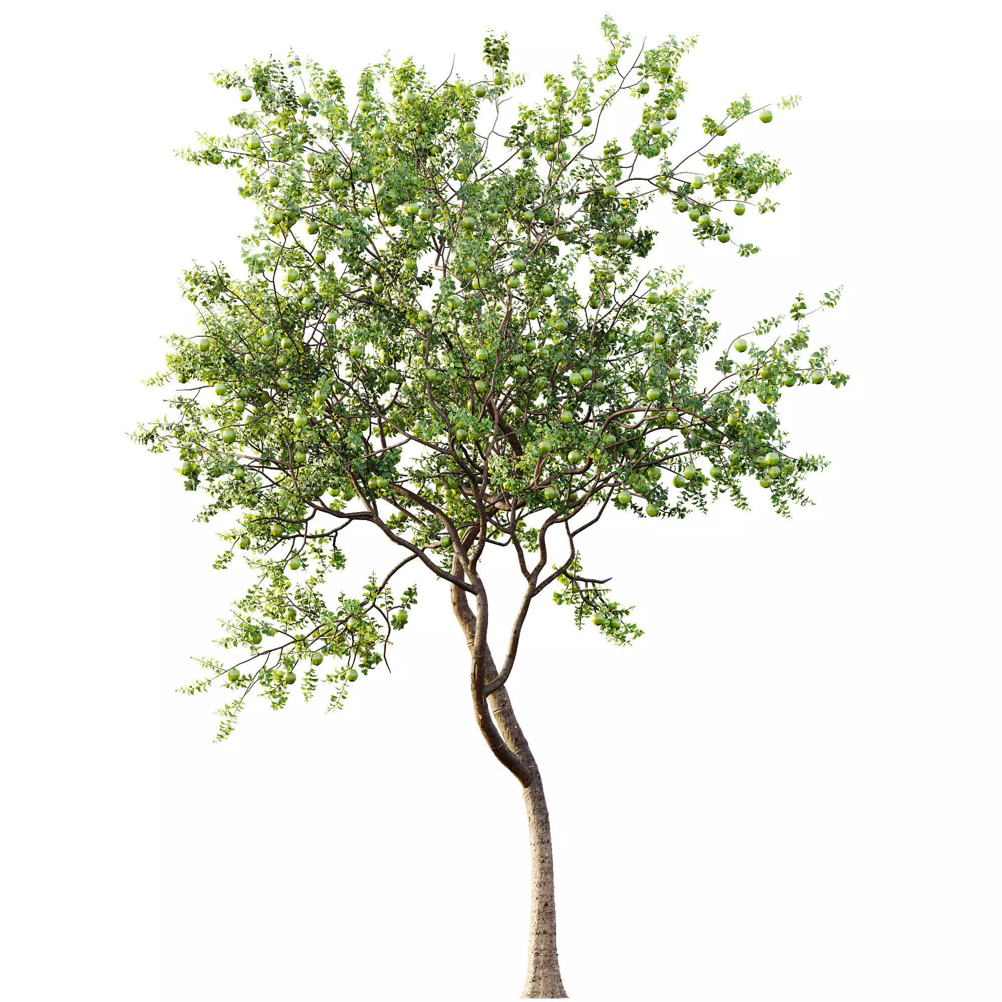 AV Fruit Trees Persimmon and Malus Apple Green 3D model_7