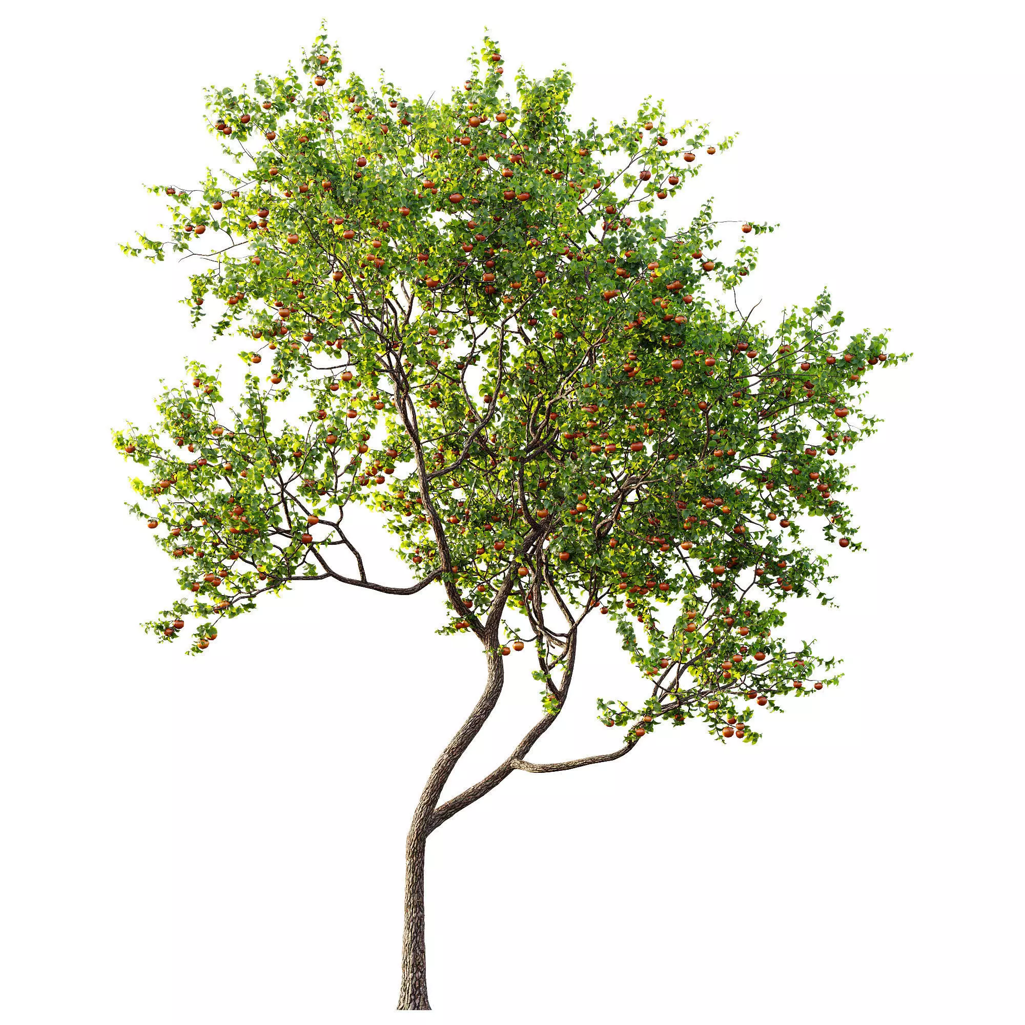 AV Fruit Trees Persimmon and Malus Apple Green 3D model_8