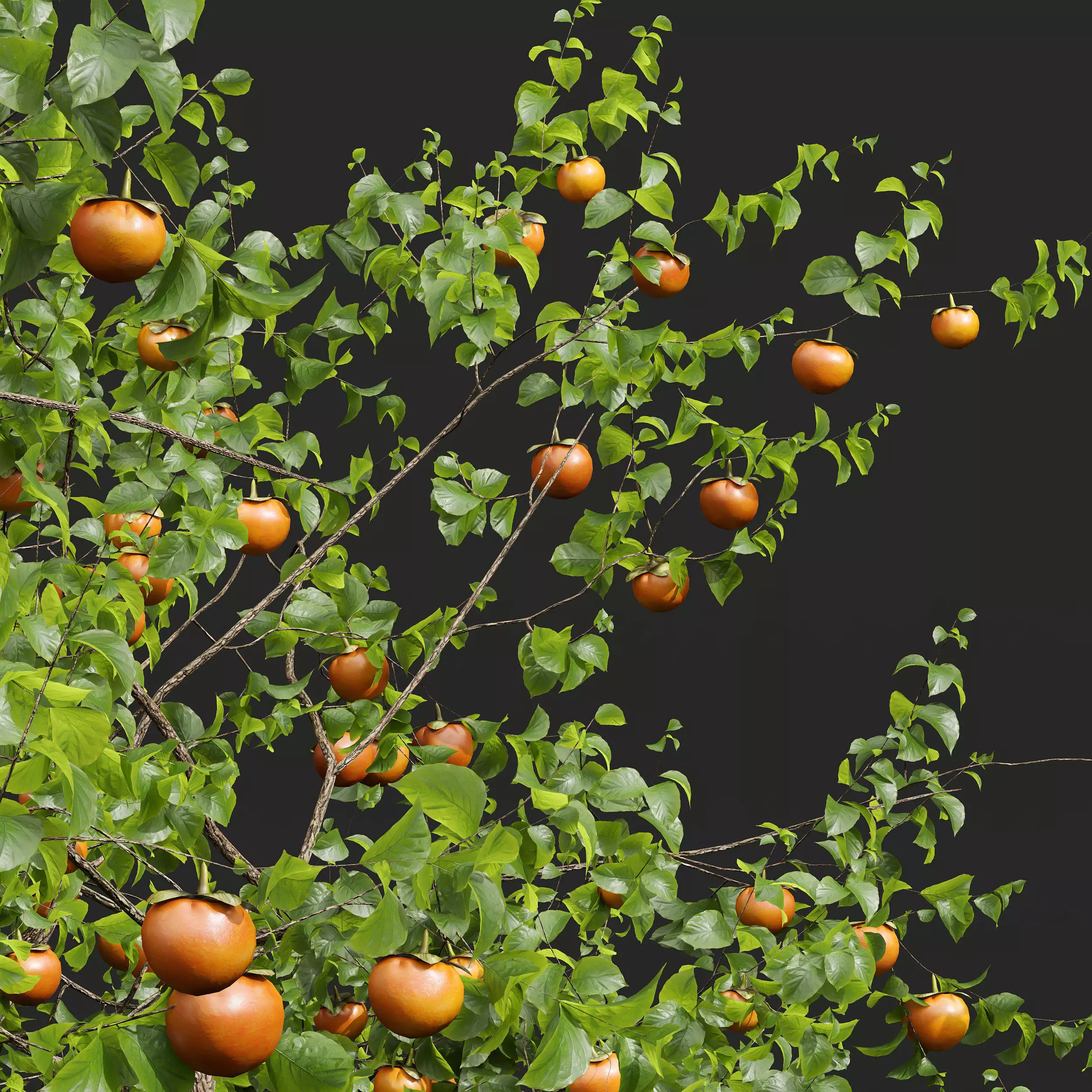 AV Fruit Trees Persimmon and Malus Apple Green 3D model_1