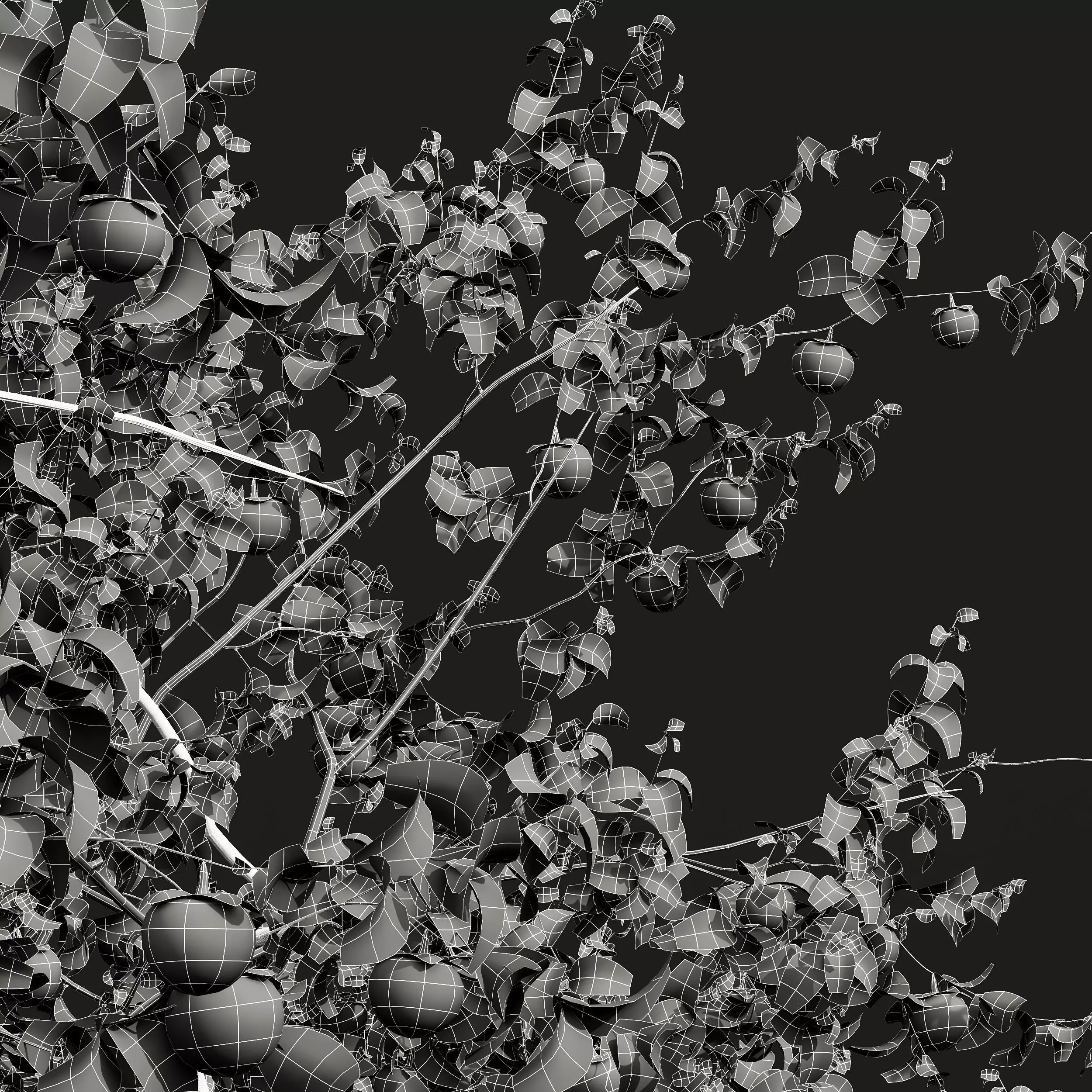 AV Fruit Trees Persimmon and Malus Apple Green 3D model_13