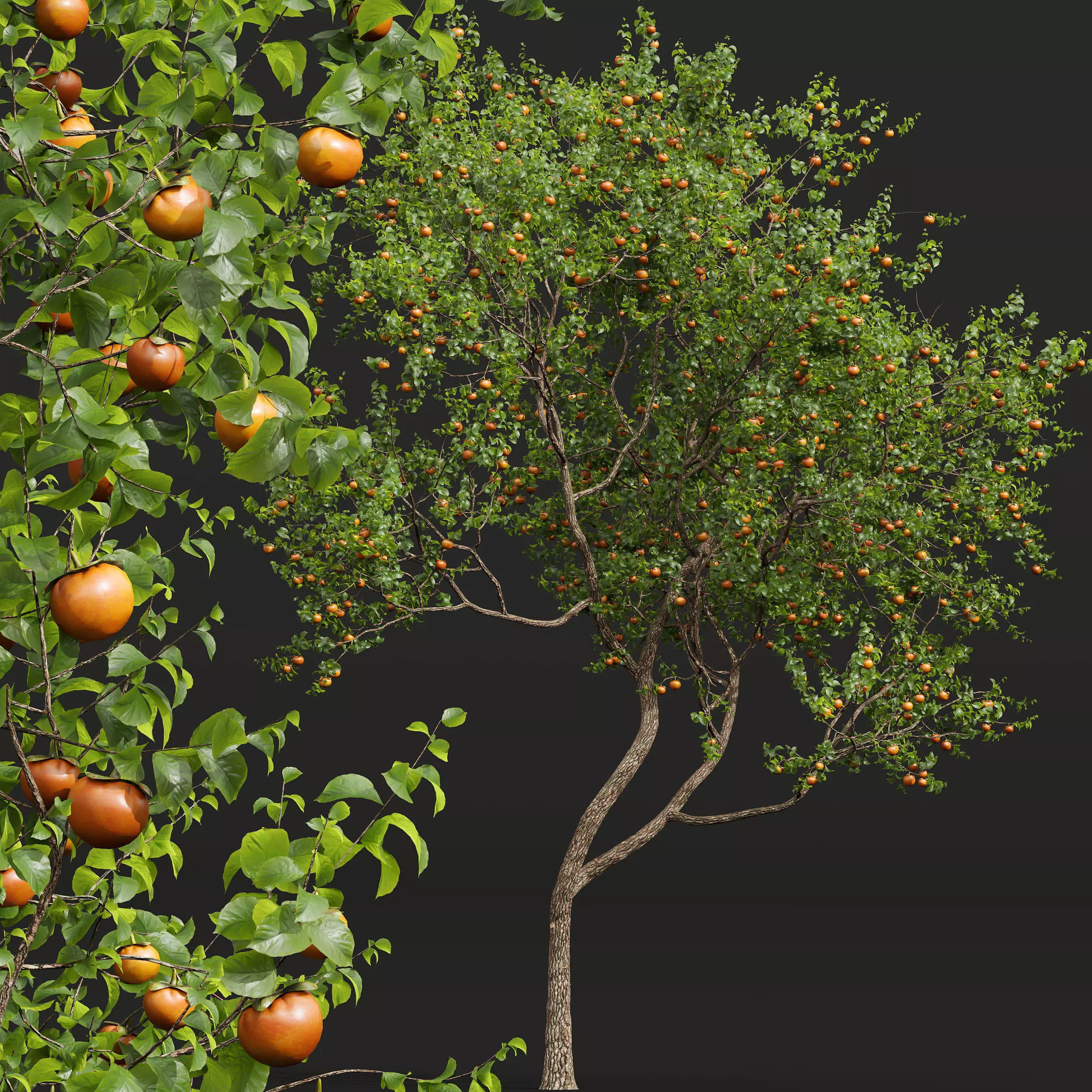 AV Fruit Trees Persimmon and Malus Apple Green 3D model_5