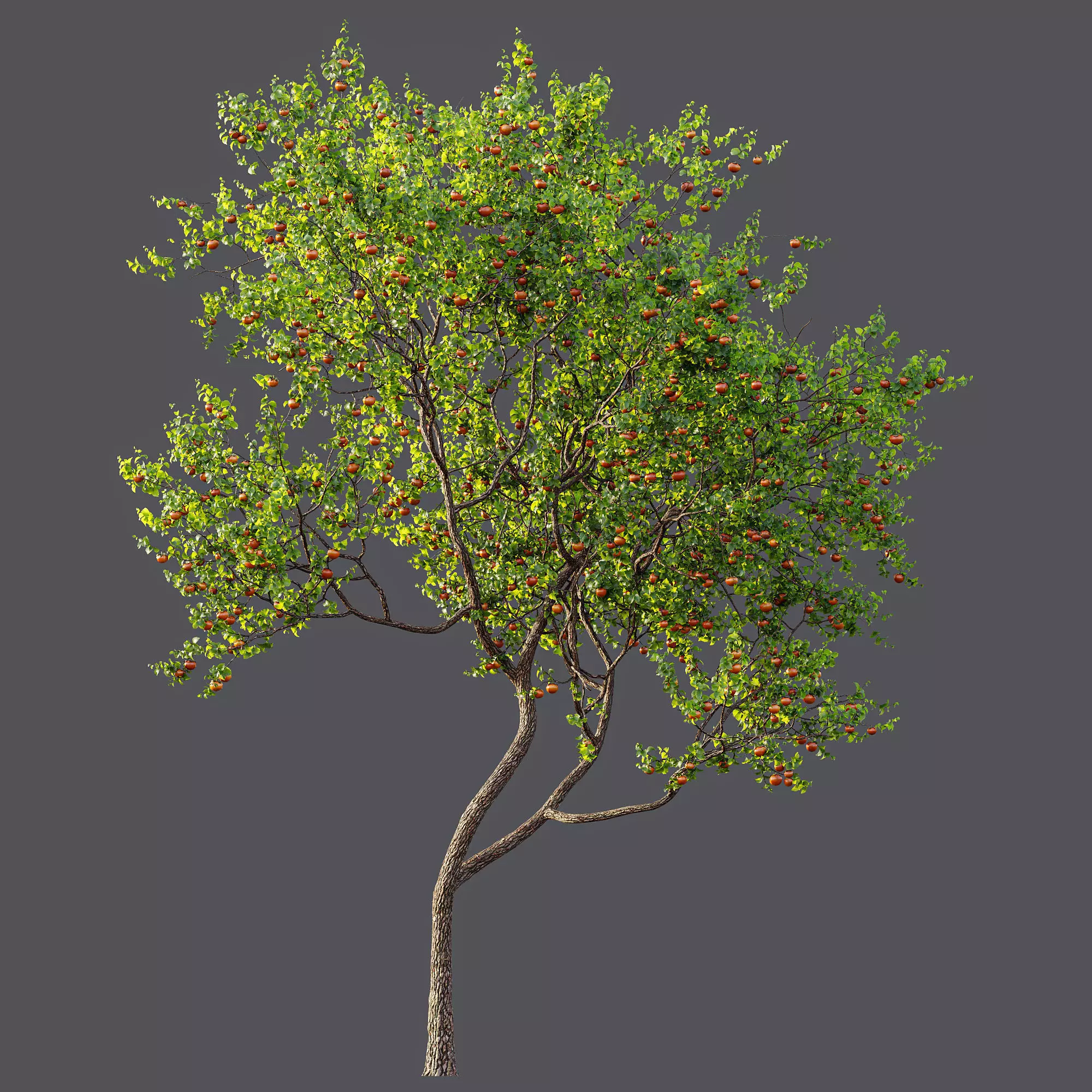 AV Fruit Trees Persimmon and Malus Apple Green 3D model_3