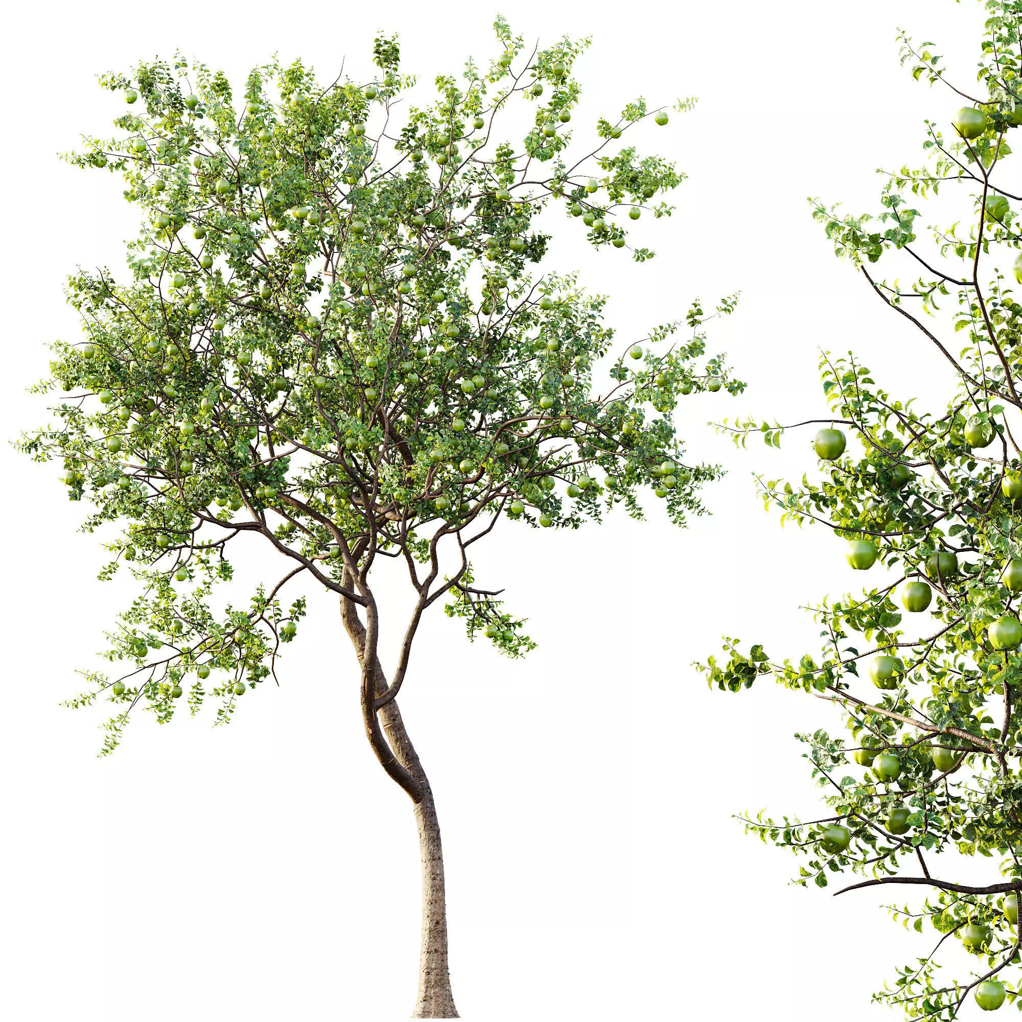 AV Fruit Trees Persimmon and Malus Apple Green 3D model_11