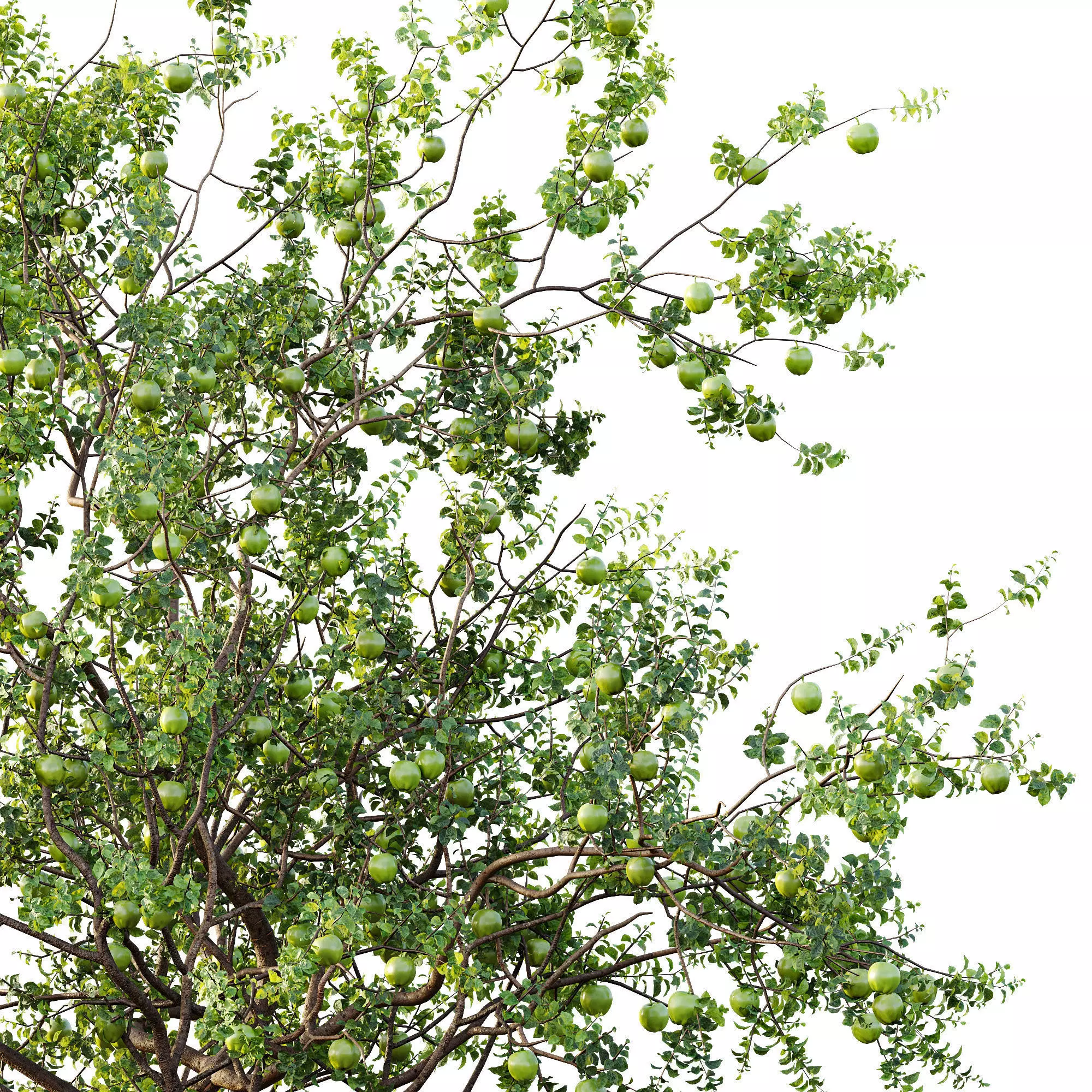 AV Fruit Trees Persimmon and Malus Apple Green 3D model_9