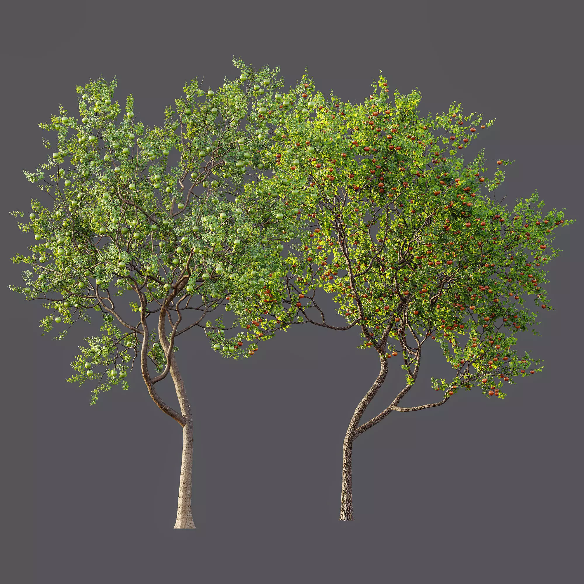 AV Fruit Trees Persimmon and Malus Apple Green 3D model_12
